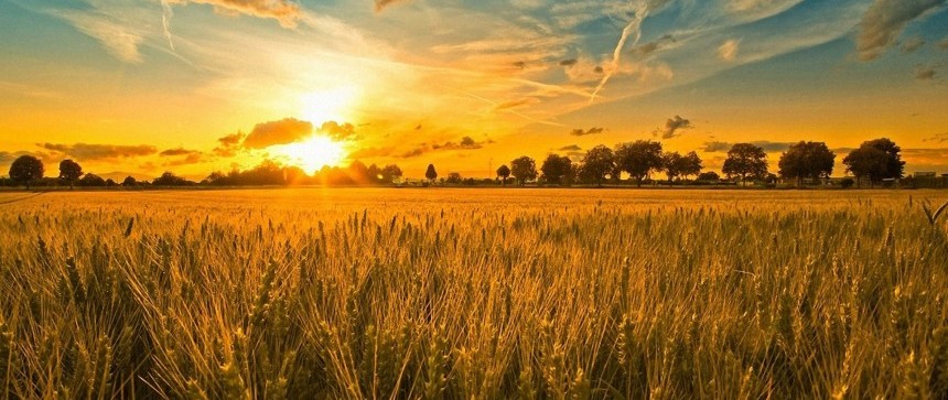 Champs de blé au soleil couchant