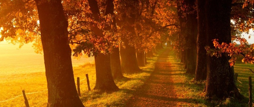 Chemin & feuilles d'automne