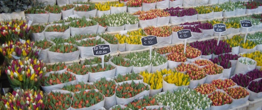 Tulipes à Amsterdam